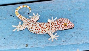 gecko with orange spots