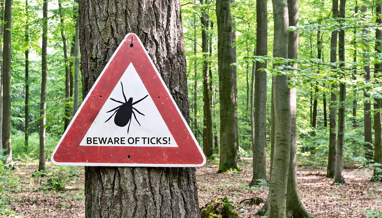 New tests offer faster Lyme disease detection - Futurity