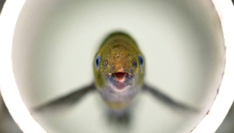 head-on shot of fish in tube