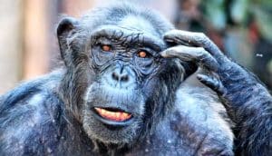 chimpanzee scratching head