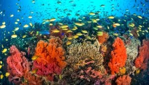 coral reef and fish