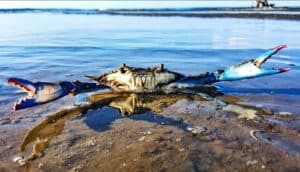 blue crab in water