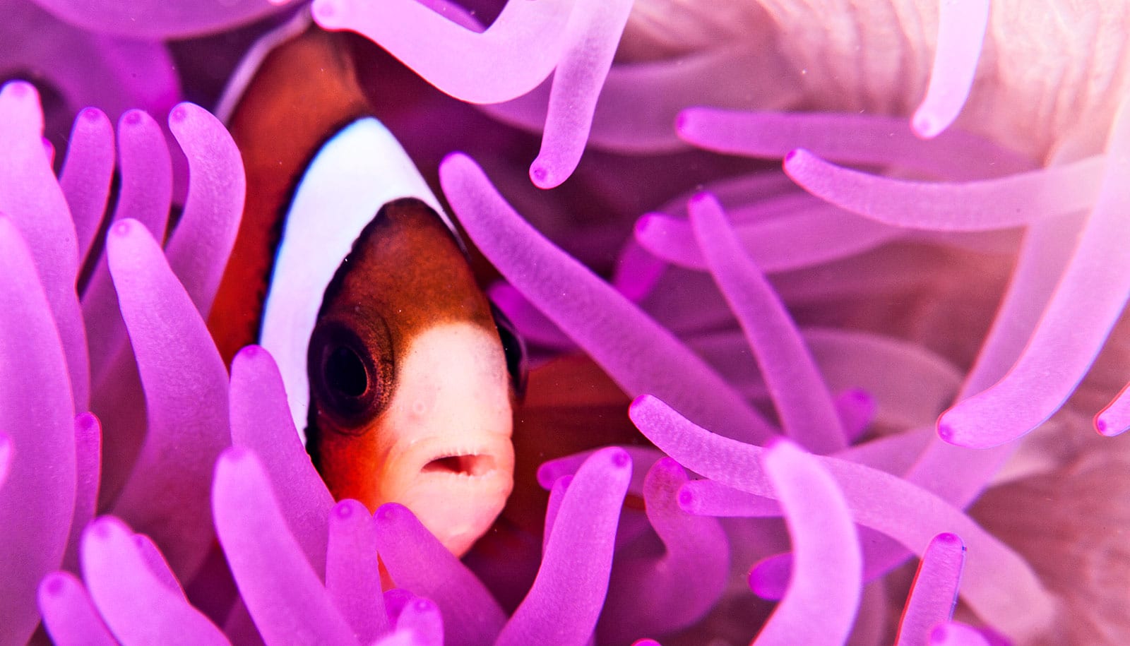 Clownfish In Anemone