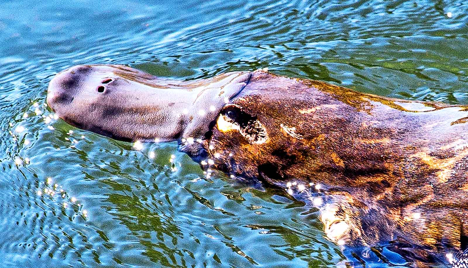 Ancient reptile hunted with a platypus-like bill - Futurity