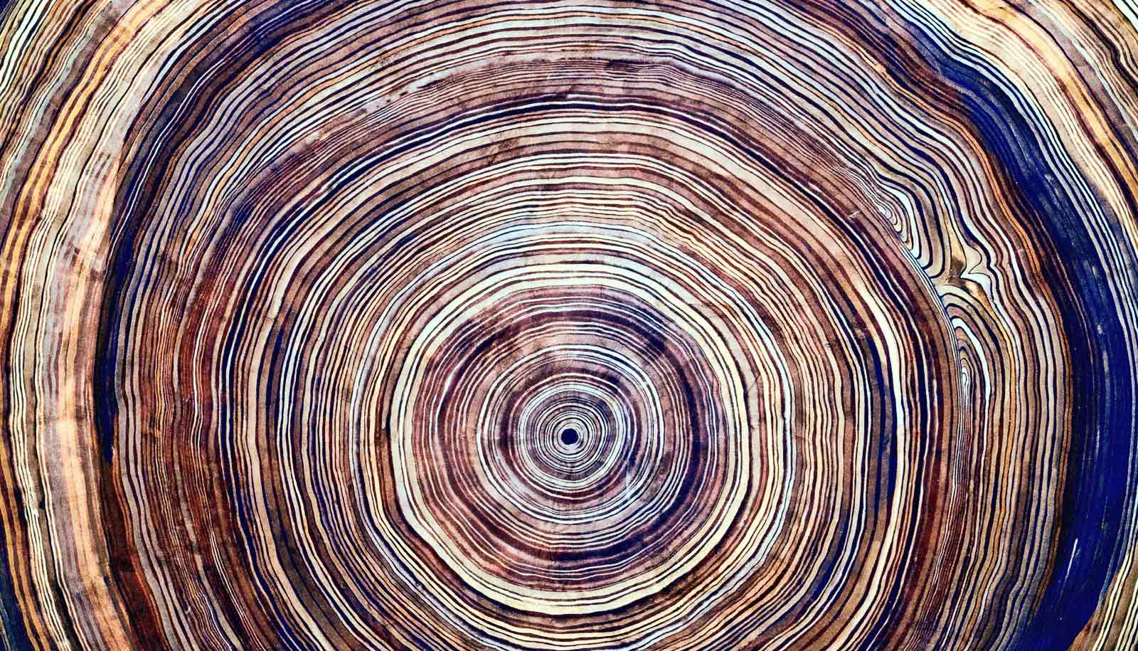 Tree Rings Show Water Loss Stunts Growth Futurity