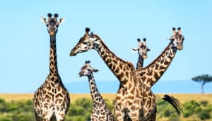 giraffe family