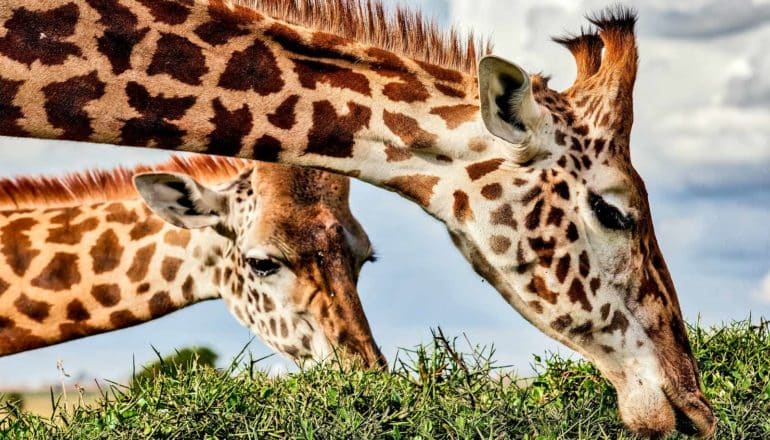 two giraffes eating