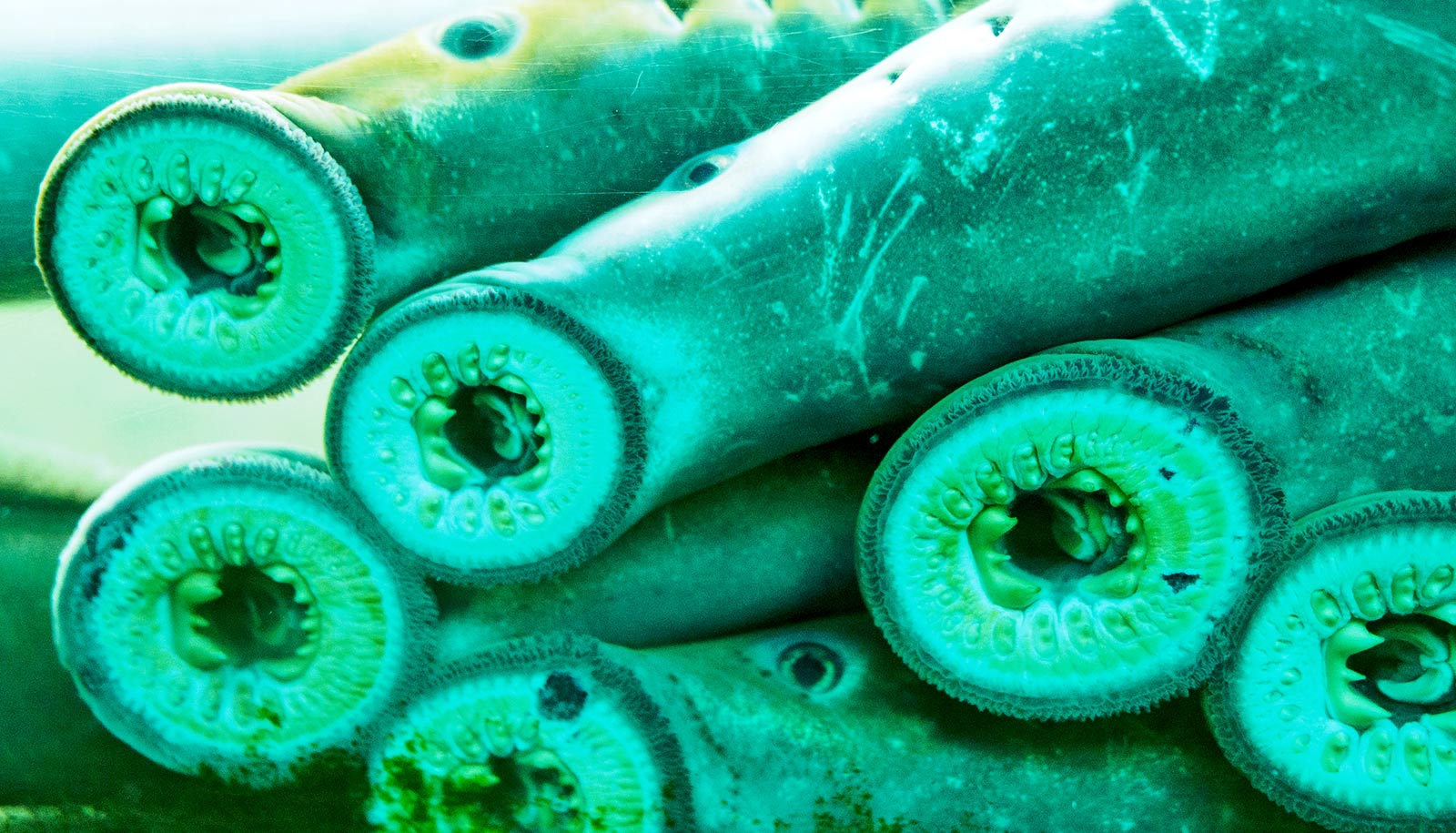 Lampreys Can Regenerate Severed Spines More Than Once Laptrinhx