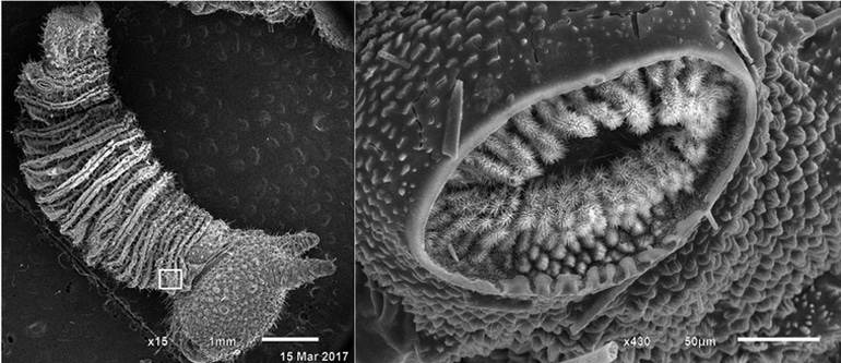 SEM image of caterpillar and spiracles