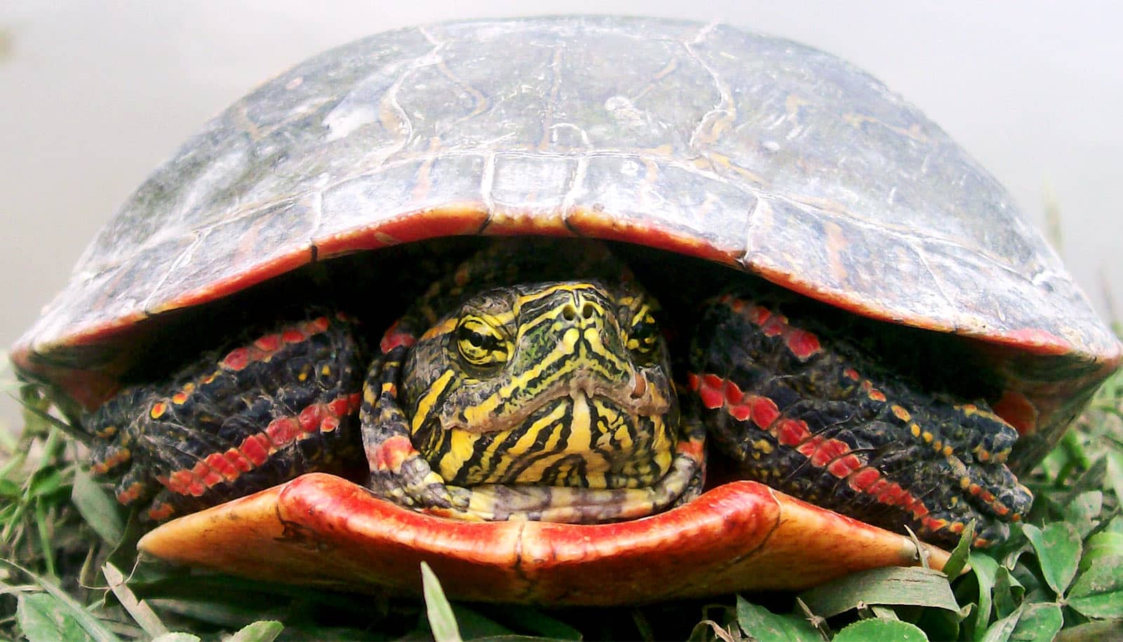 Rising Temps Could Devastate Painted Turtles - Futurity