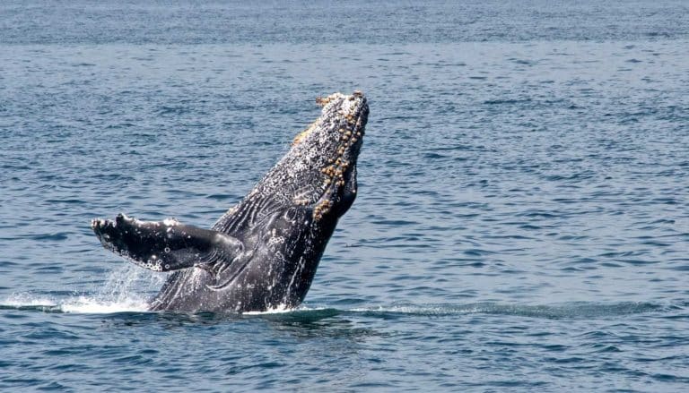 Barnacle ‘GPS’ Tracks Millions Of Years Of Whale Migration | WordDisk