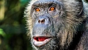 chimpanzee looking surprised (chimpanzees concept)