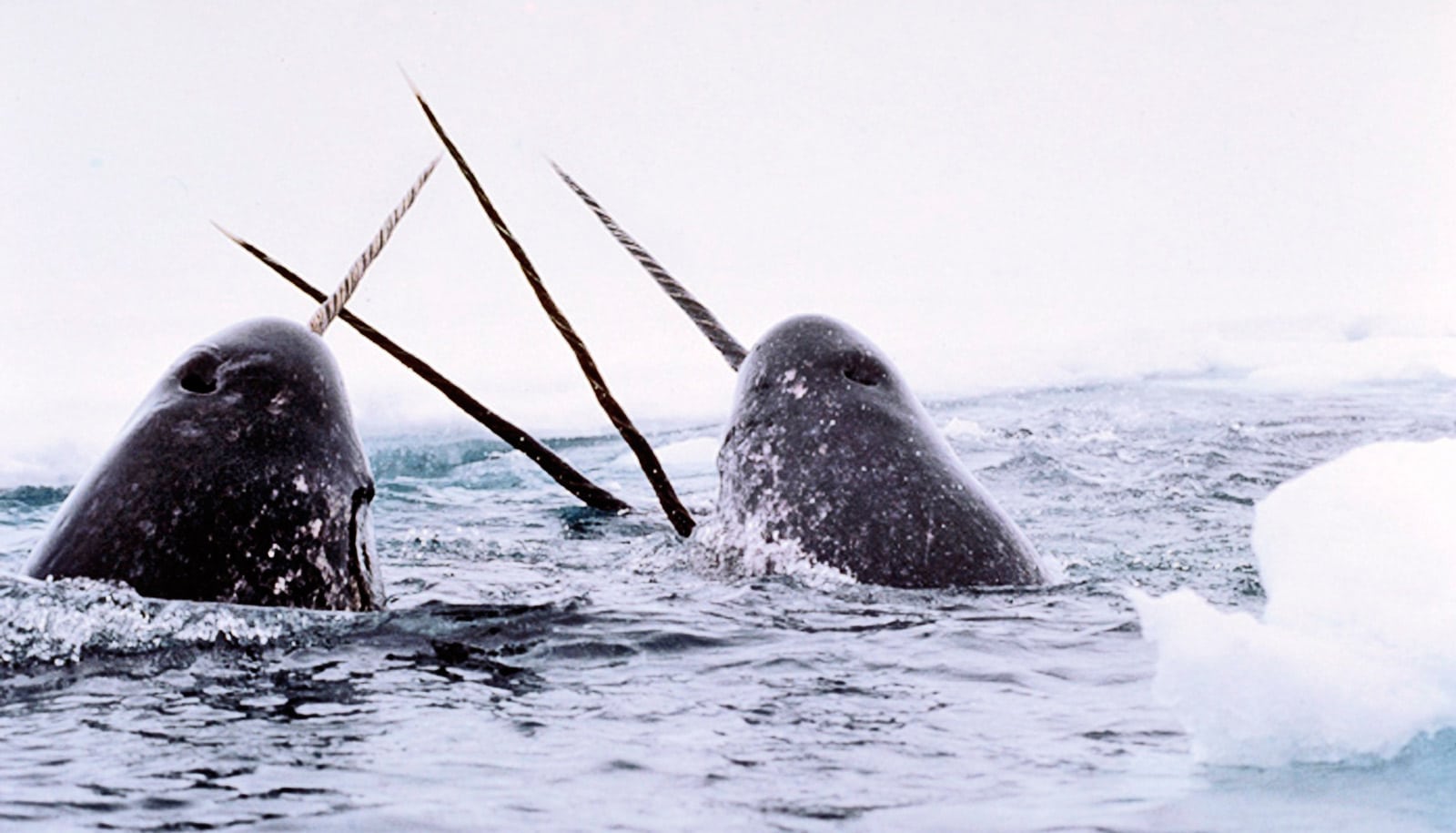 steiff narwhal