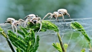 African social spiders (Stegodyphus dumicola)