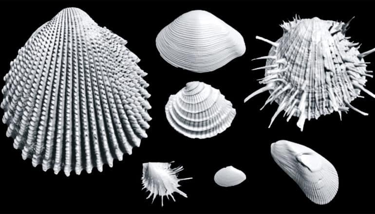 3D images of shells