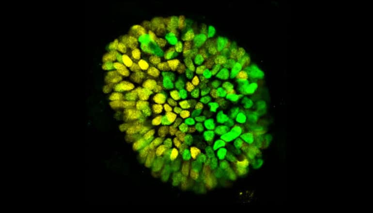 3D model of embryo breaking symmetry in yellow and green