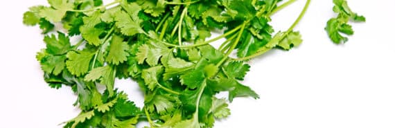 bunch of cilantro on white