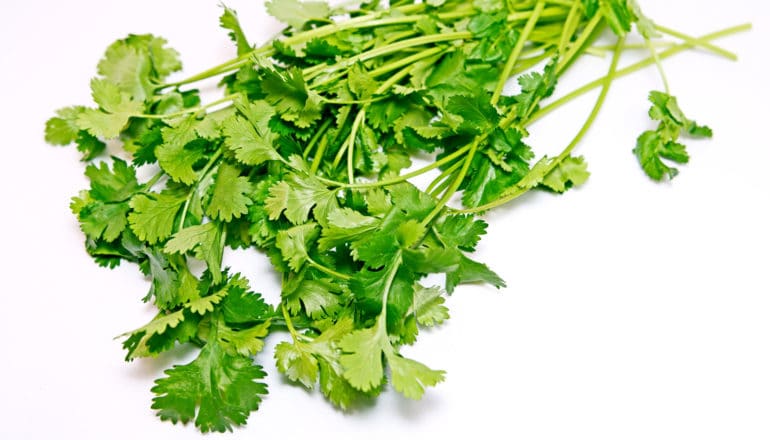 bunch of cilantro on white