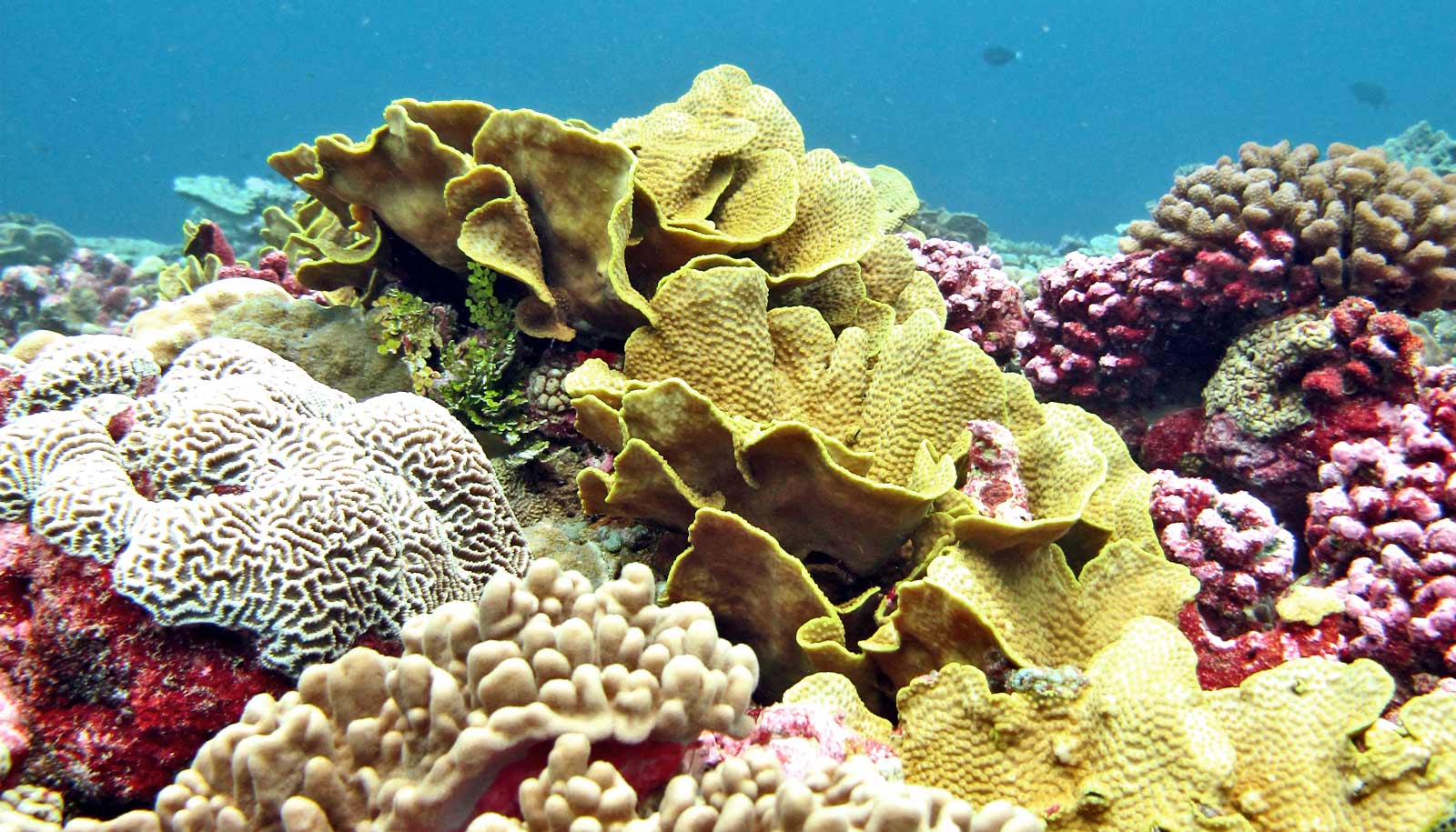 Сообщество кораллового рифа. Коралловые рифы красного моря. Барракуда в коралловых рифах. Коралловые рифы известняк.