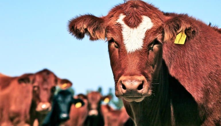 cow looking at camera - dairy farms