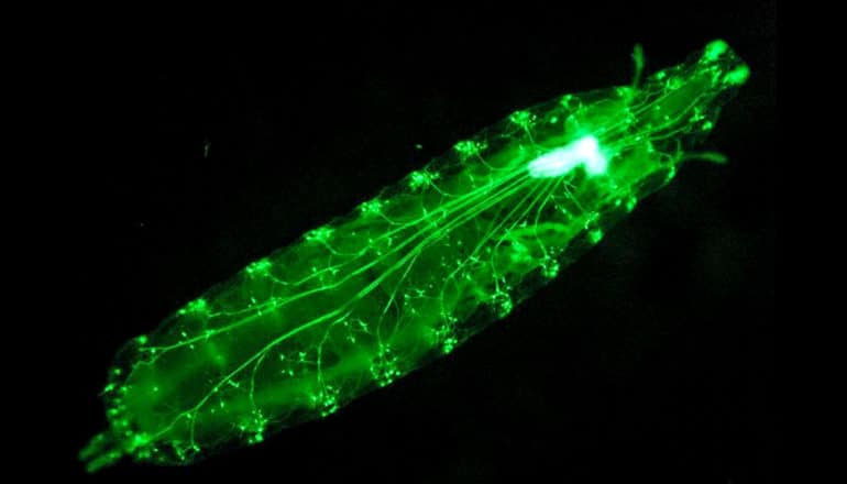 drosophila larvae glows green