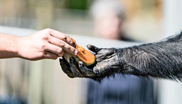 human hand, cantaloupe, chimp hand