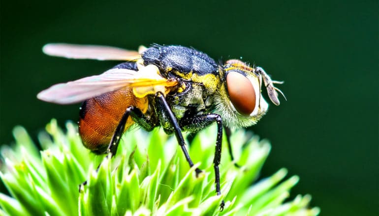 fruit fly on green flower (navigation concept)