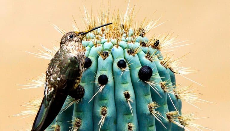 Giant hummingbird on cactus (hummingbirds concept)