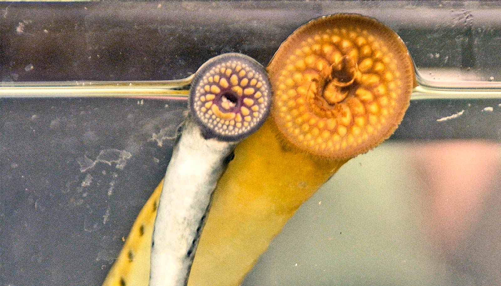 How To Draw A Lamprey