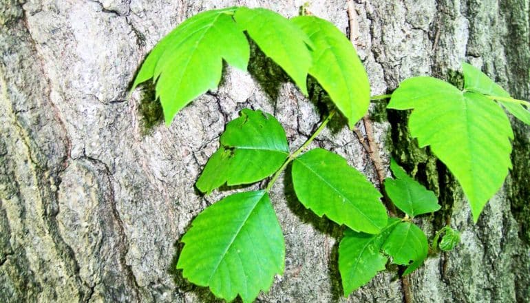 bright green poison ivy leaves on tree trunk