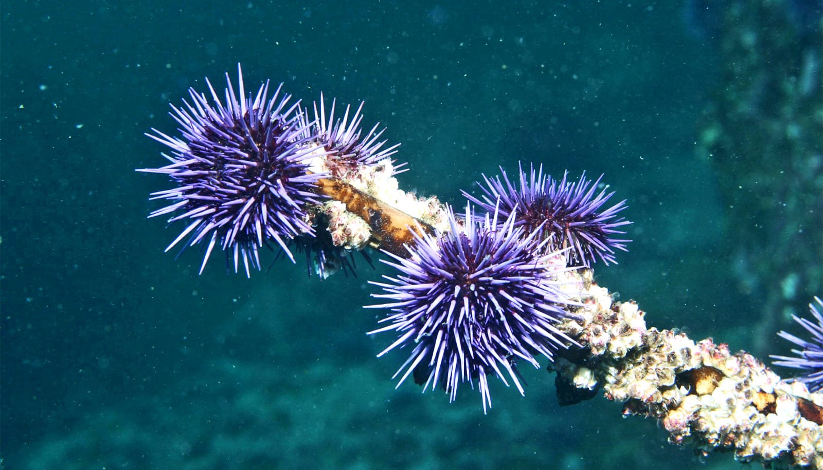 Sea urchins aren’t just ‘bad guys’ | WordDisk