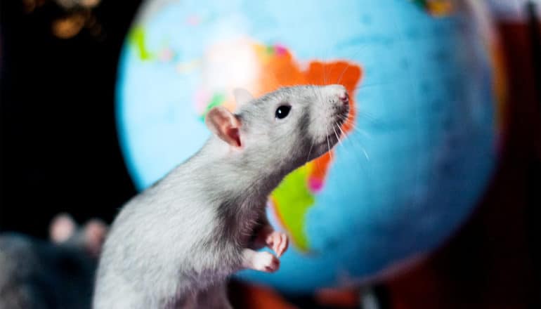 rat in front of globe