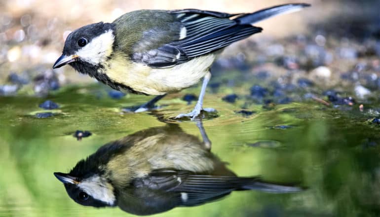 European pied flycatcher