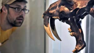 The image shows a man looking at a saber-toothed cat skull in a museum. (saber-toothed cats concept)