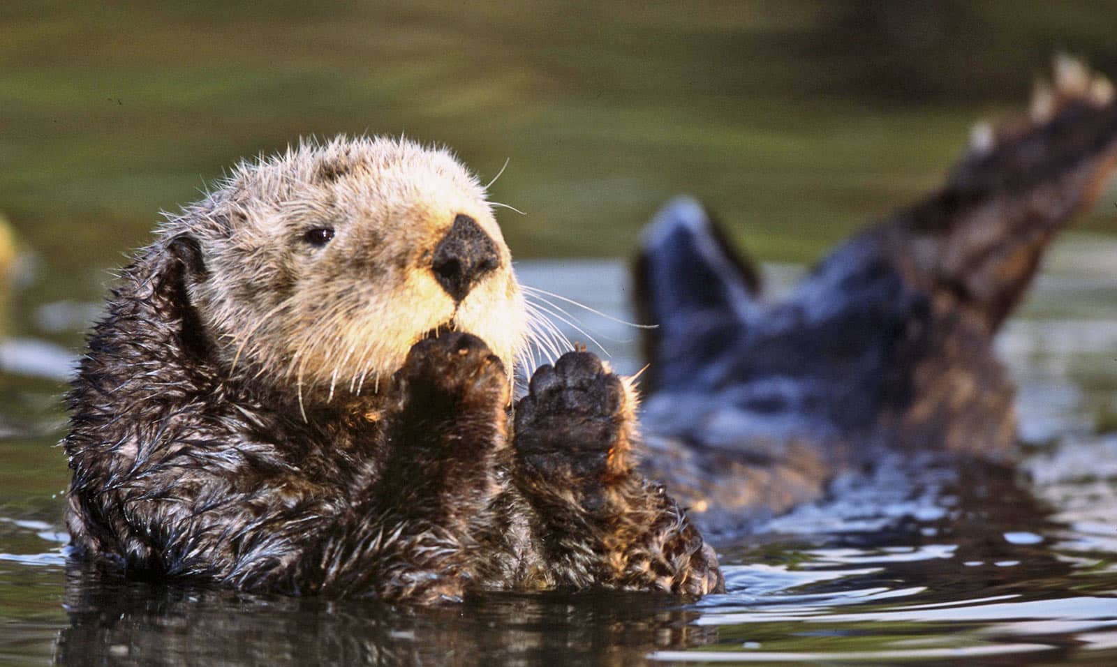How cat poop kills California sea otters - Futurity