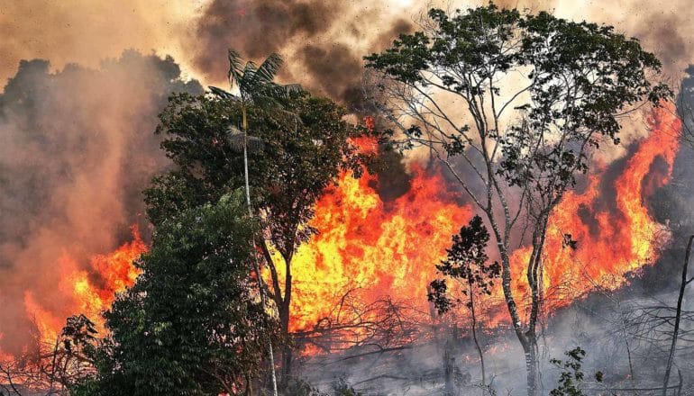 Fire burns trees in the Amazon, with thick smoke rising to the sky