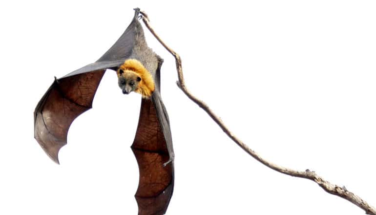 bat hangs upside down by one foot on branch, wings outstreched