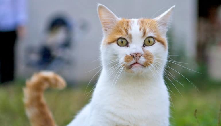 head and tail of white cat with orange markings outdoors