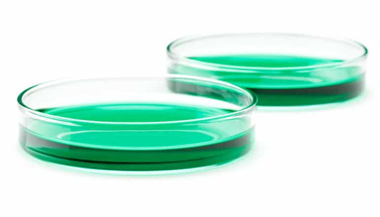 two green petri dishes
