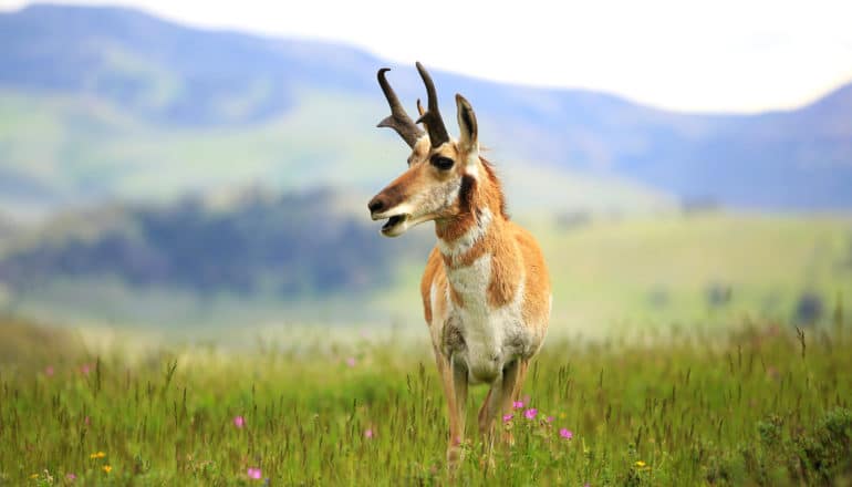 pronghorn deer stands majestically in field