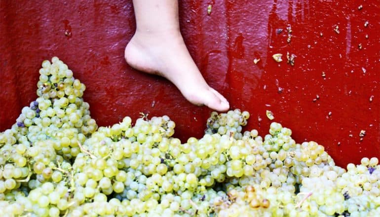 A foot dangles into a red vat of green grapes