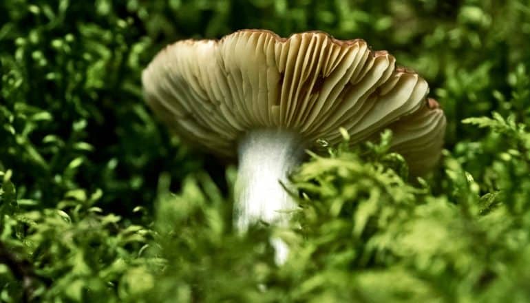 mushroom among green leaves