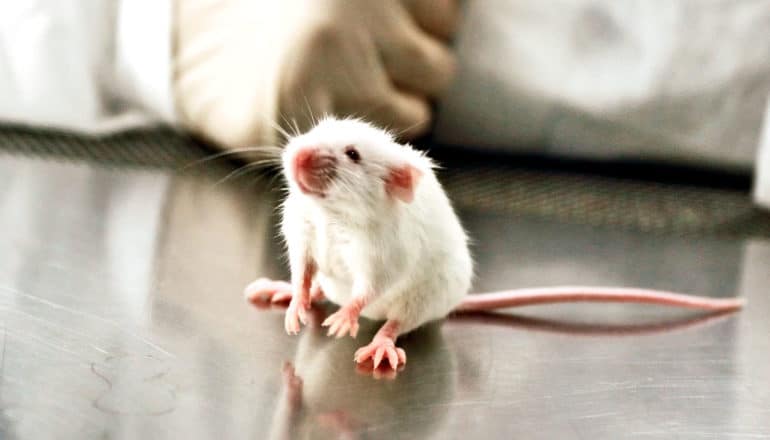 A lab mouse sits on a metal table with a researcher in gloves and a lab coat visible in the background