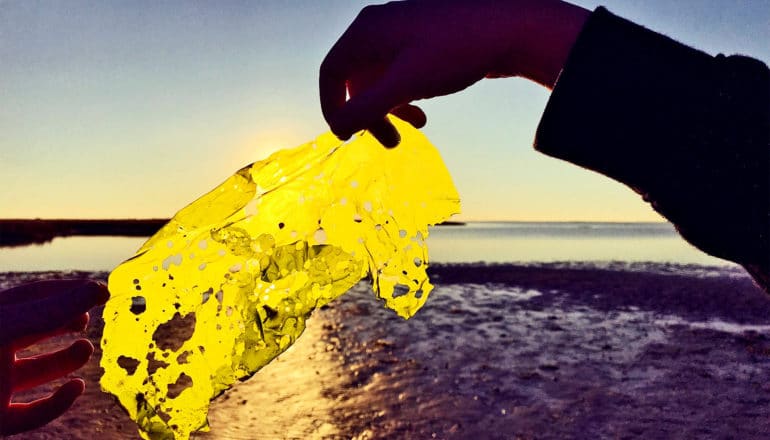 A person holds a piece of seaweed over a sunset on the shore, with light shining through the seaweed and the person's hands in silhouette