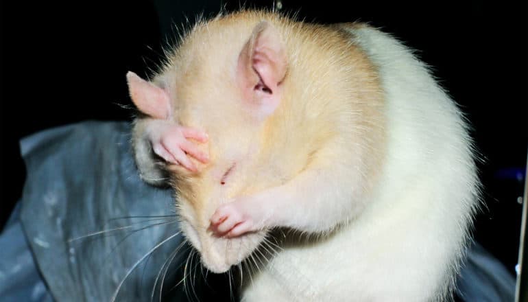 A tan and white mouse closes its eyes and covers its face as if to say "I'm tired!"