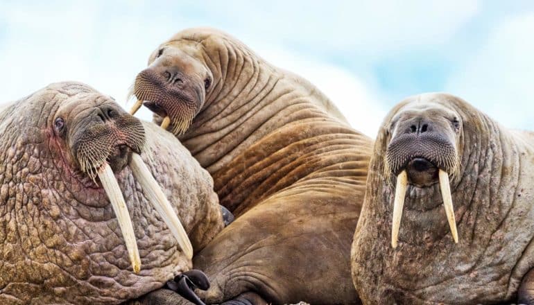 three walruses in a pile