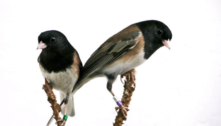 Two dark-eyed juncos perch on branches against a white background