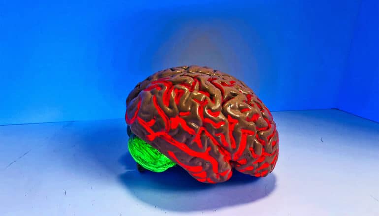 A brain model with glowing red marks on it and a glowing green part on the underside sits in a corner with blue walls