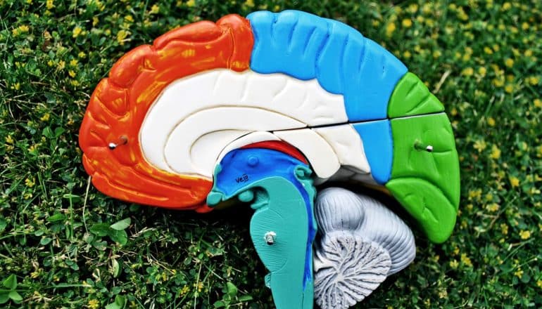 A colorful brain model sits on green grass