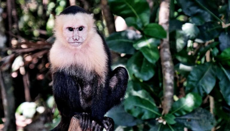 A Capuchin Monkey sits on a stump in a forest